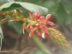 Indigofera hirsuta