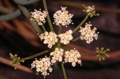 Ottoa oenanthoides