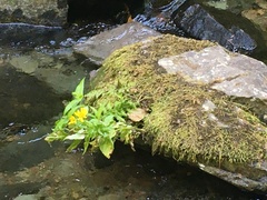 Arnica amplexicaulis