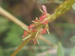 Indigofera hirsuta