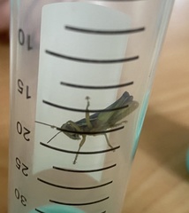 Spathosternum prasiniferum