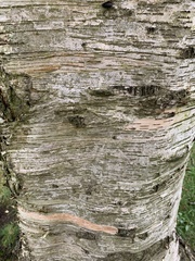 Betula utilis