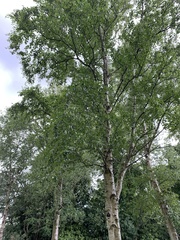 Betula utilis