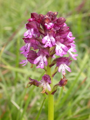 Neotinea ustulata ustulata