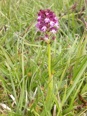 Neotinea ustulata ustulata
