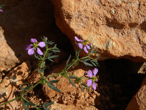 Fagonia cretica image