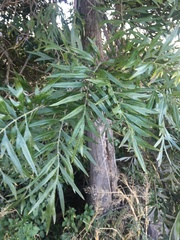 Grevillea robusta