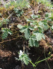 Potentilla kuznetzowii