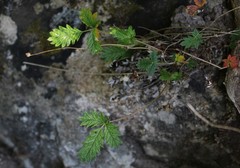 Potentilla kuznetzowii
