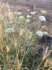 Ammi majus