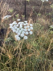 Ammi majus