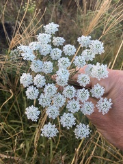 Ammi majus
