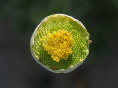 Cotula discolor