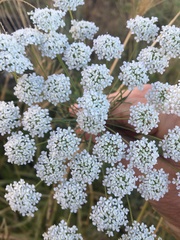 Ammi majus