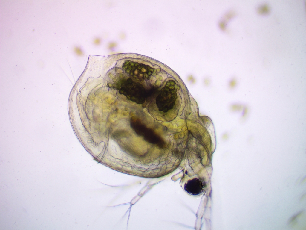 water flea