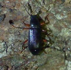 Xylopinus saperdoides