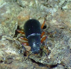 Xylopinus saperdoides