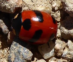 Coccinella monticola