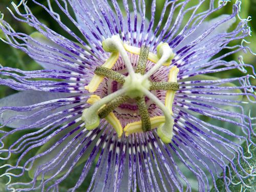Passiflora incarnata