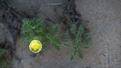 Cotula discolor