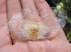 Amphilophium crucigerum