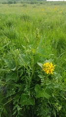 Ligularia fischeri