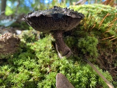Strobilomyces confusus
