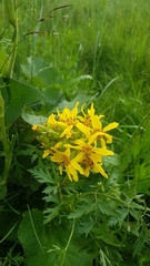Ligularia fischeri