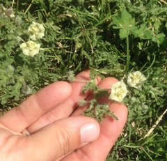 Chamaesaracha coniodes