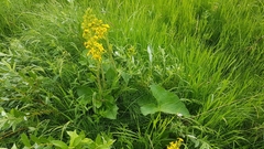 Ligularia fischeri
