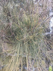 Casuarina cristata