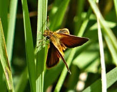 Ancyloxypha nitedula