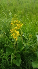 Ligularia fischeri