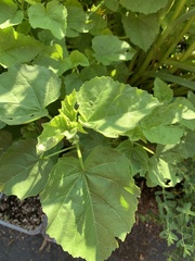 Althaea officinalis
