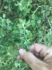 Chenopodium auricomum
