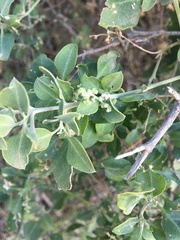 Chenopodium auricomum