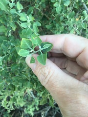 Chenopodium auricomum