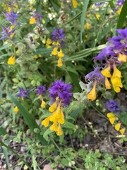 Melampyrum nemorosum