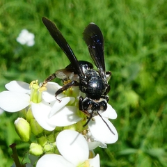 Andrena agilissima