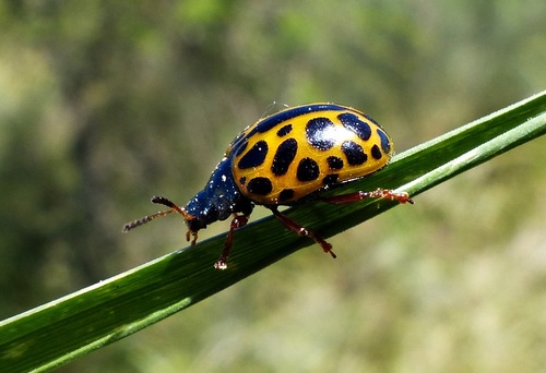 Calligrapha polyspila