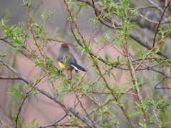 Myioborus brunniceps