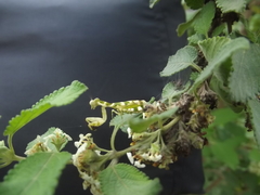 Acontista multicolor