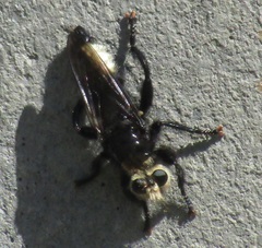 Laphria gibbosa