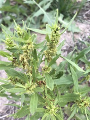 Rumex maritimus