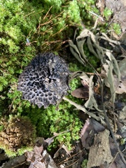 Strobilomyces confusus