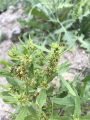 Rumex maritimus