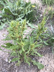Rumex maritimus