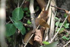 Cissia
