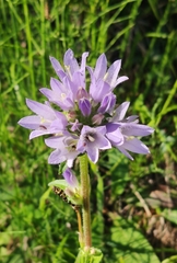 Campanula glomerata