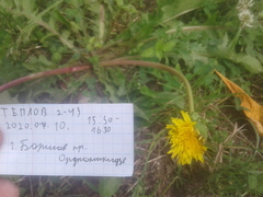 Taraxacum officinale